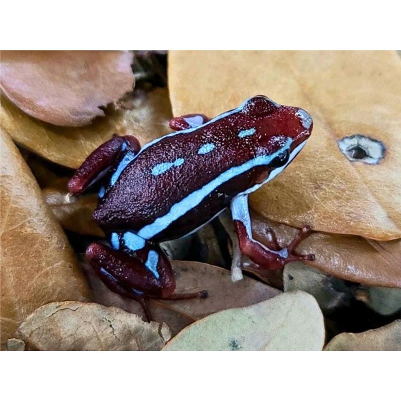 Broasca Dendrobates anthnoyi Rio Saladillo (Poison Dart Frog) - imagine 4